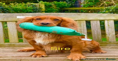 Sprocker dogs - Advert 14