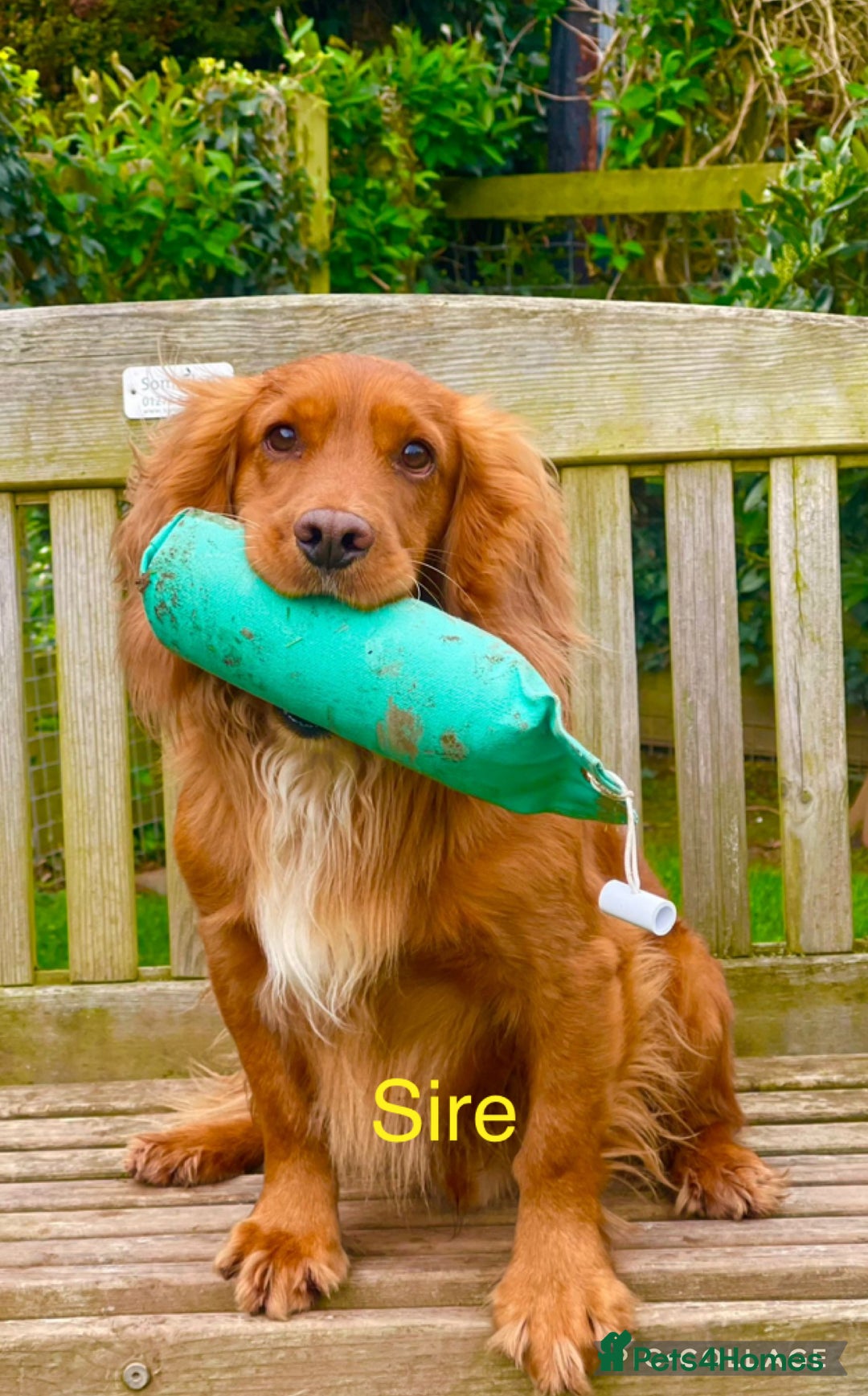 Sprocker dogs for sale: Exceptionally Bred F1 Sprockers from FTCH lines - Image 2