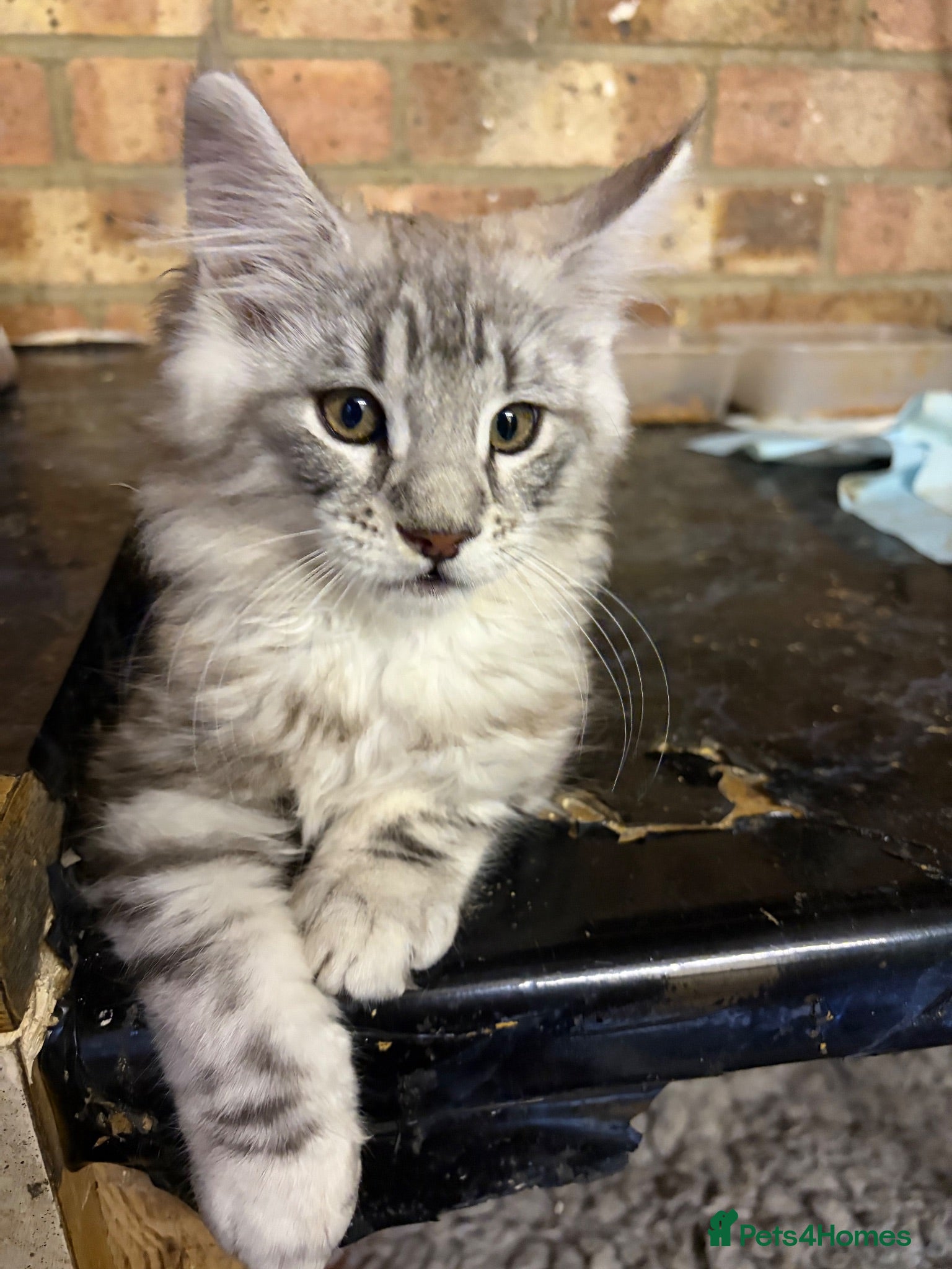 Maine Coon cats *ready soon*Pedigree GCCF MaineCoon girls  - Advert 2