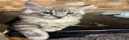 Maine Coon cats for sale: *ready soon*Pedigree GCCF MaineCoon girls  - Advert 2