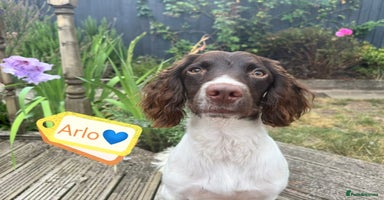 English Springer Spaniel dogs - Advert 6