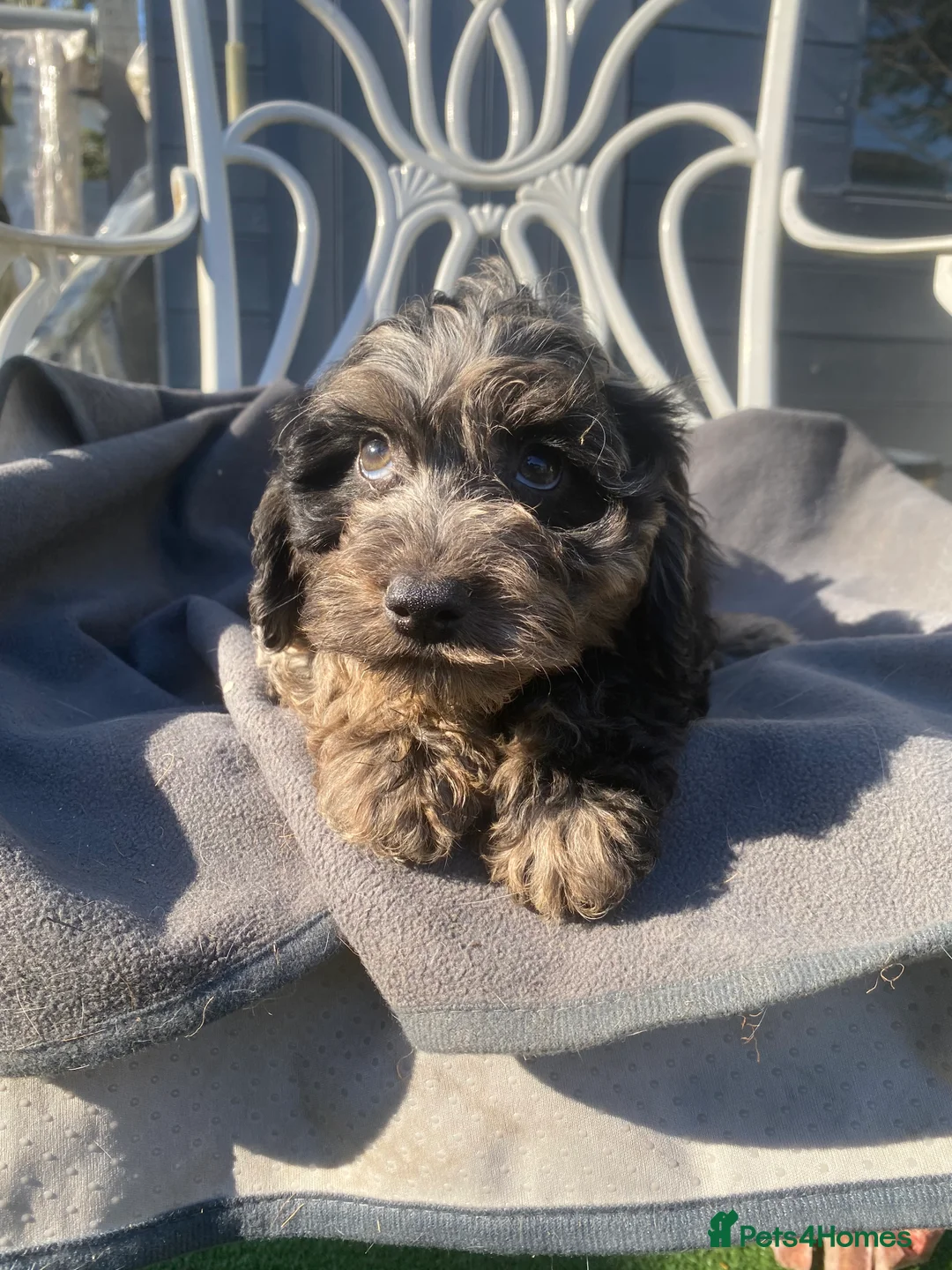 Cockapoo dogs for sale: Gorgeous F1 Cockapoo puppies  - Advert 12