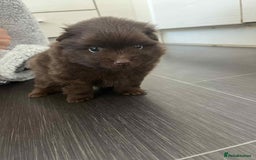Mixed Breed dogs for sale: Pomspitz super fluffy babies  - Image 4