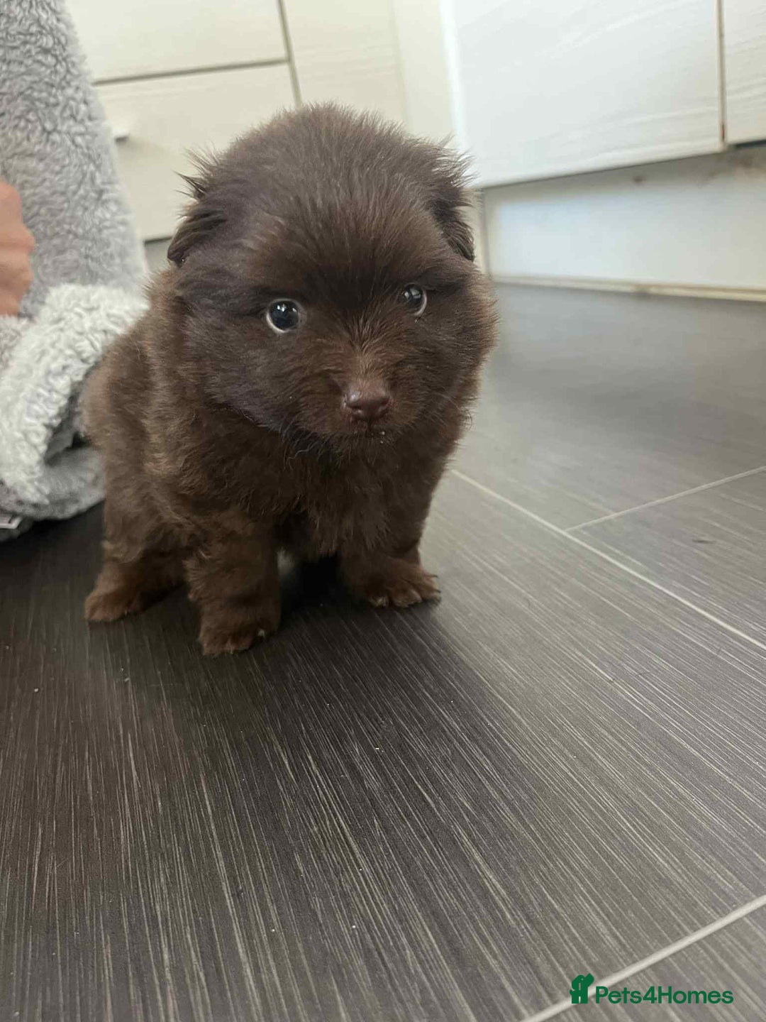 Mixed Breed dogs for sale: Pomspitz super fluffy babies  - Image 4