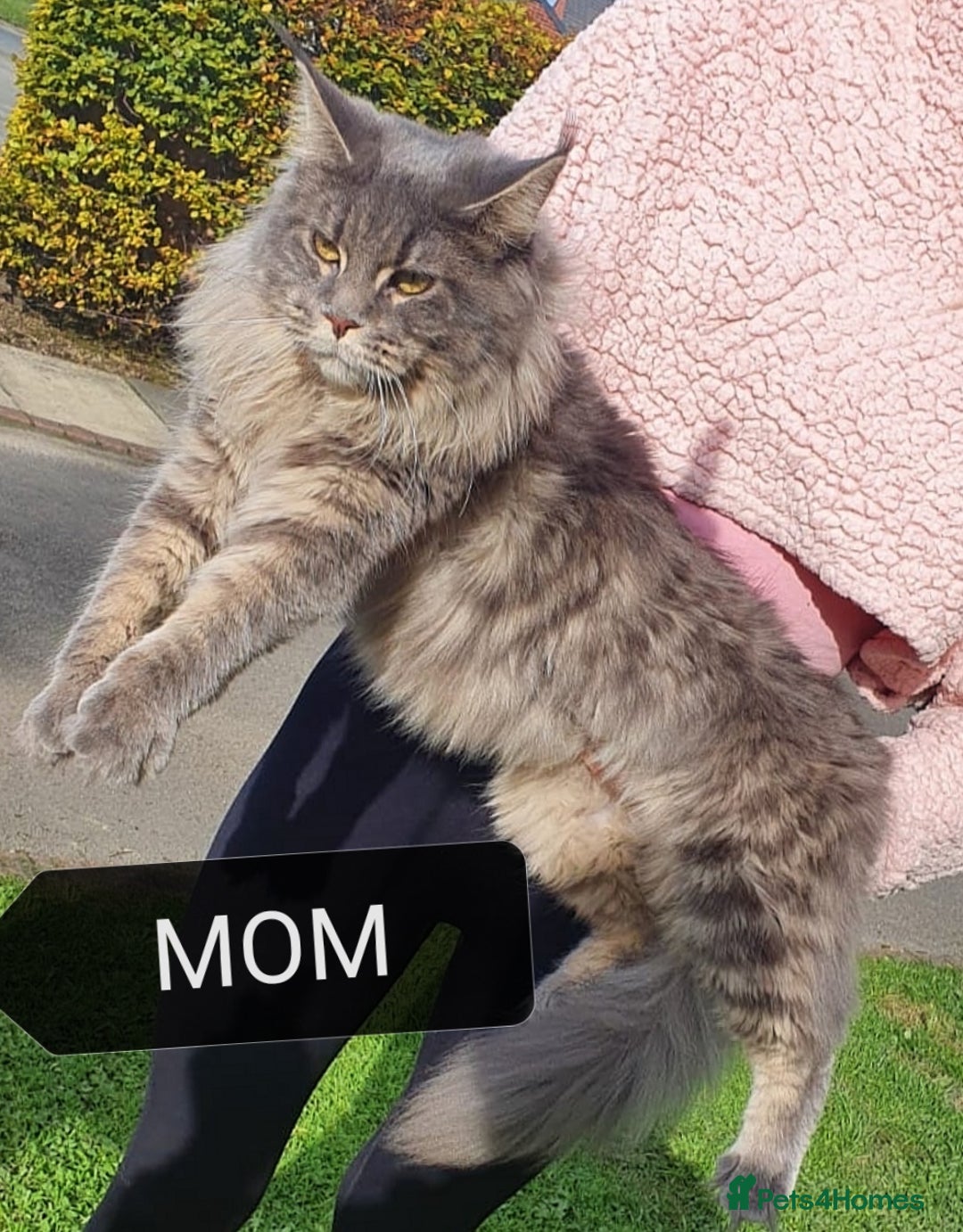 Maine Coon cats for sale: SHOW QUALITY MAINE COON KITTENS  - Image 14