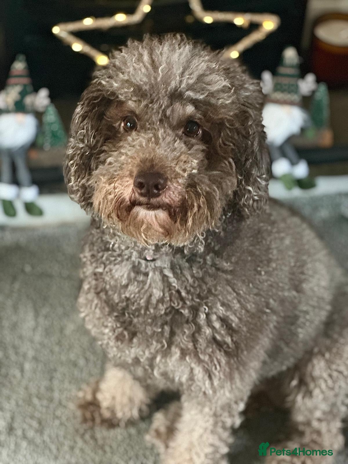 Miniature Poodle dogs Gorgeous pure bred miniature poodles - Advert 17