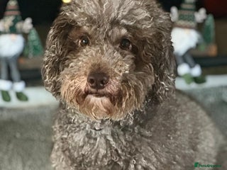 Miniature Poodle dogs Gorgeous pure bred miniature poodles - Advert 17