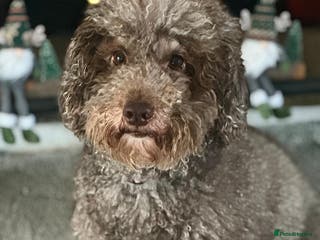 Miniature Poodle dogs Gorgeous pure bred miniature poodles - Advert 3