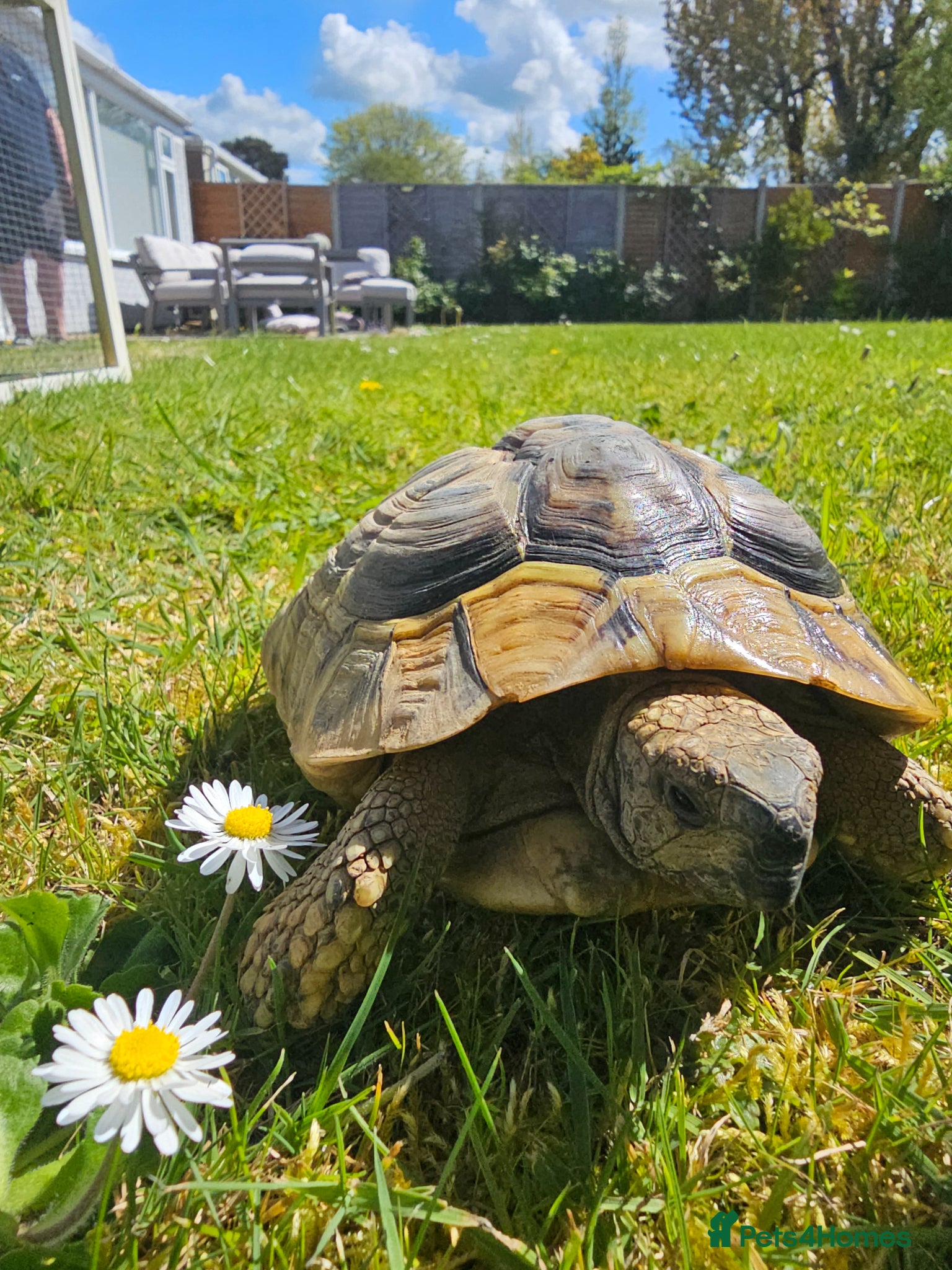 Hermann Tortoise reptiles Hermann tortoise for sale - Advert 1