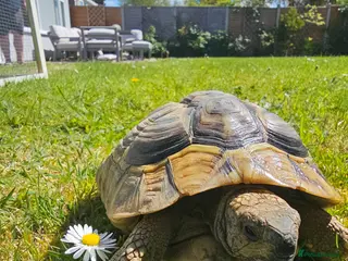Hermann Tortoise reptiles Hermann tortoise for sale - Advert 1