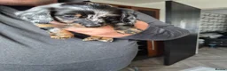 Dachshund dogs for sale: 3 female and 2 male puppies  in Inverurie - Advert 7