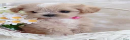 Maltipoo dogs for sale: Extra small F1 maltipoo puppies  in Doncaster - Advert 12