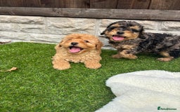 Cavapoo dogs for sale: Toy f1b cavapoo puppies - Image 27