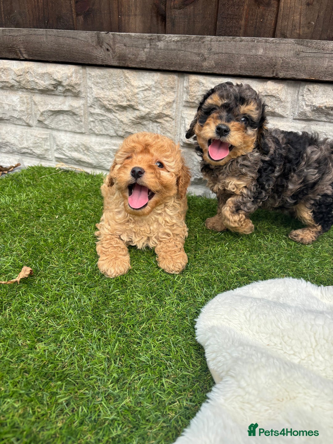 Cavapoo dogs for sale: Toy f1b cavapoo puppies - Image 27
