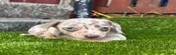 Miniature Dachshund dogs for sale: ❤️Adorable Isabella Miniature Dachshund Puppies 🐶 - Advert 13