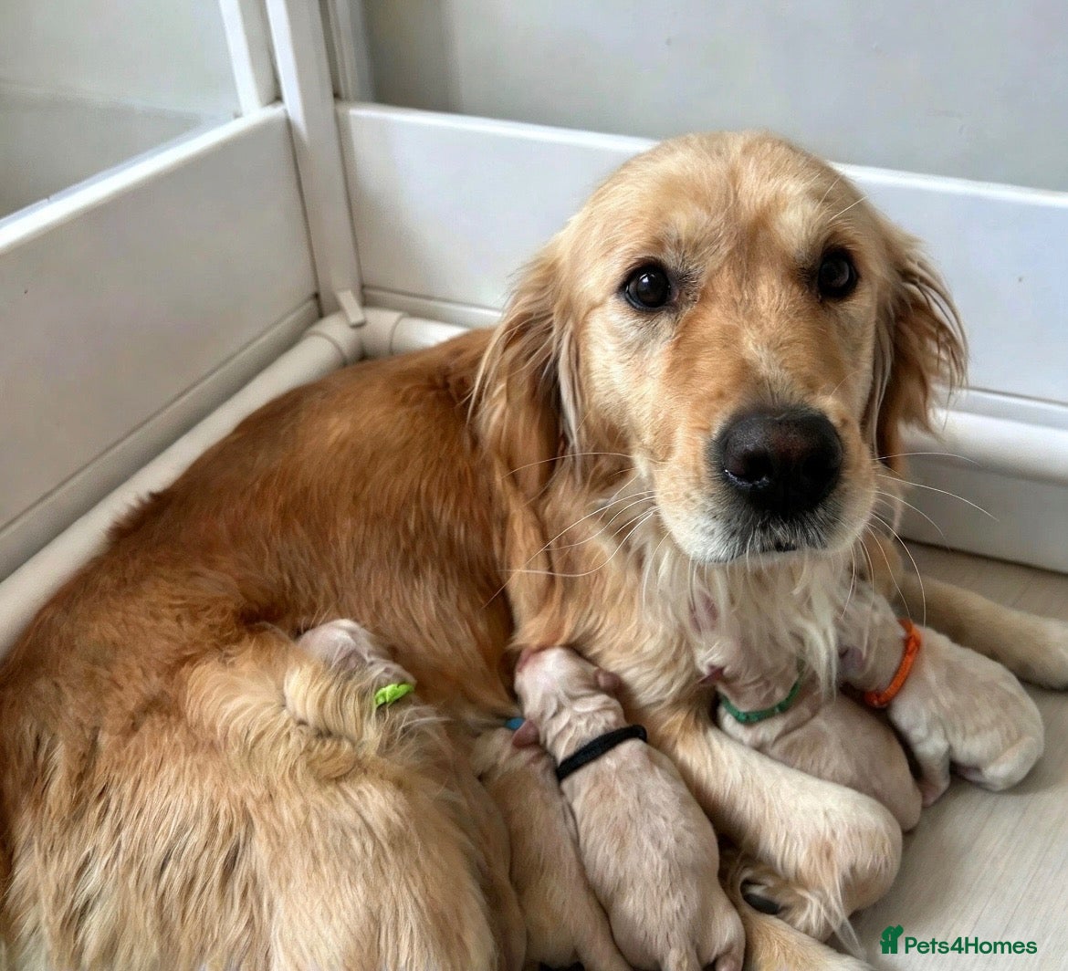 Golden Retriever dogs for sale: Stunning Golden Retriever Puppies Available  - Advert 10