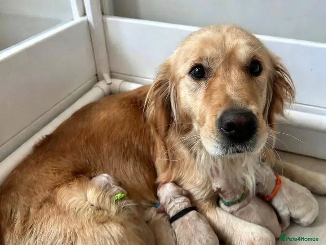 Golden Retriever dogs for sale: Stunning Golden Retriever Puppies Available - Advert 10