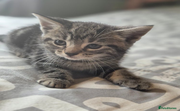 Maine Coon cats - Advert 12