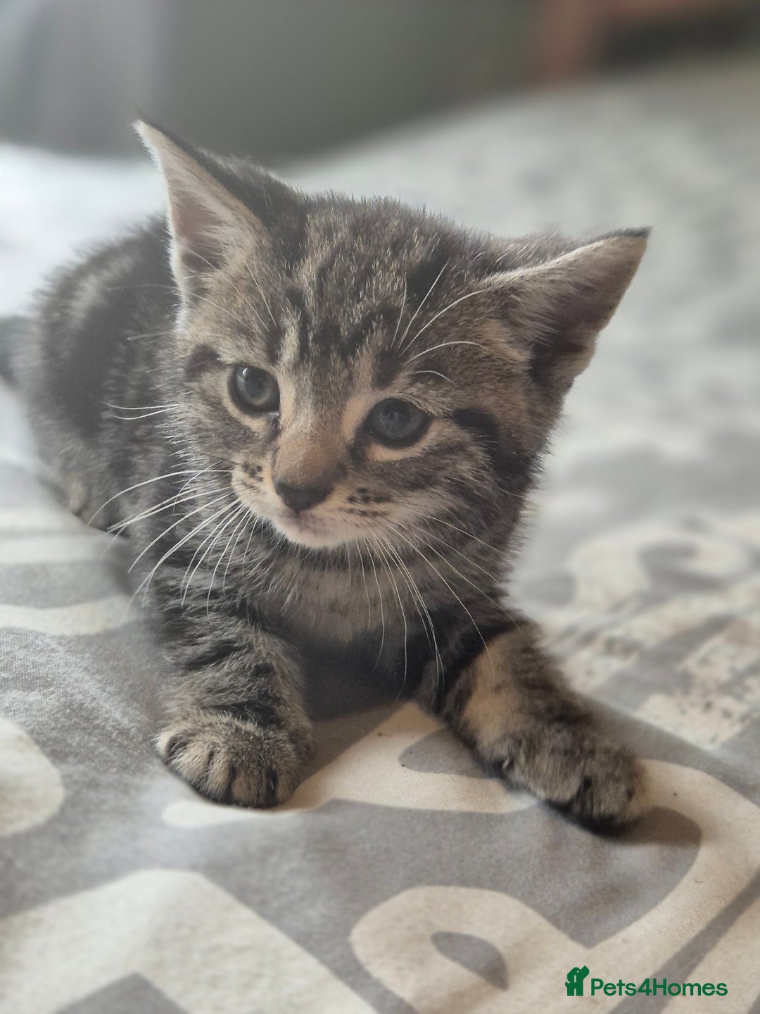 Maine Coon cats for sale: Maine coon x kittens - Image 1