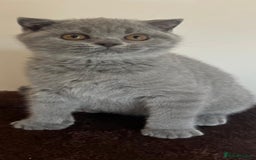 British Shorthair cats for sale: Gorgeous Brittsh Kittens Fully Vaccinated  - Image 26