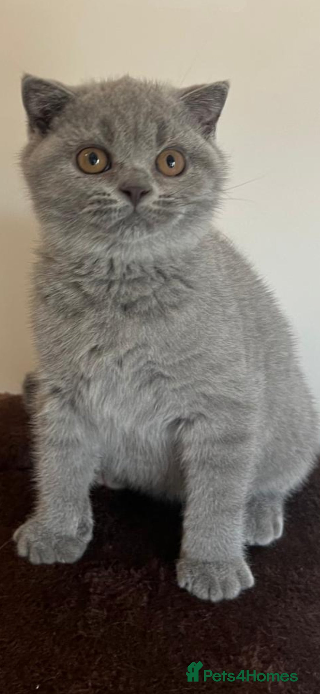 British Shorthair cats for sale: Gorgeous Brittsh Kittens Fully Vaccinated  - Image 26