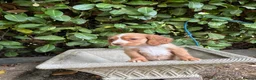 Cocker Spaniel dogs for sale: Cocker spaniel  - Advert 3