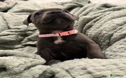 Staffordshire Bull Terrier dogs for sale: Stunning KC Blue Staffordshire Bull Terrier Pups - Image 13