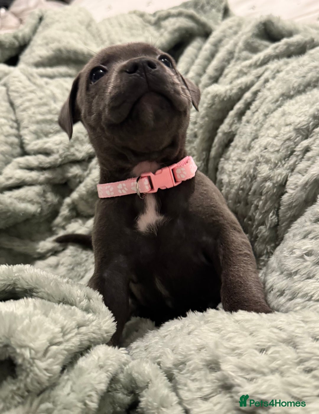 Staffordshire Bull Terrier dogs for sale: Stunning KC Blue Staffordshire Bull Terrier Pups - Image 13