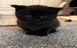 British Shorthair cats for sale: British short hair x - Image 10