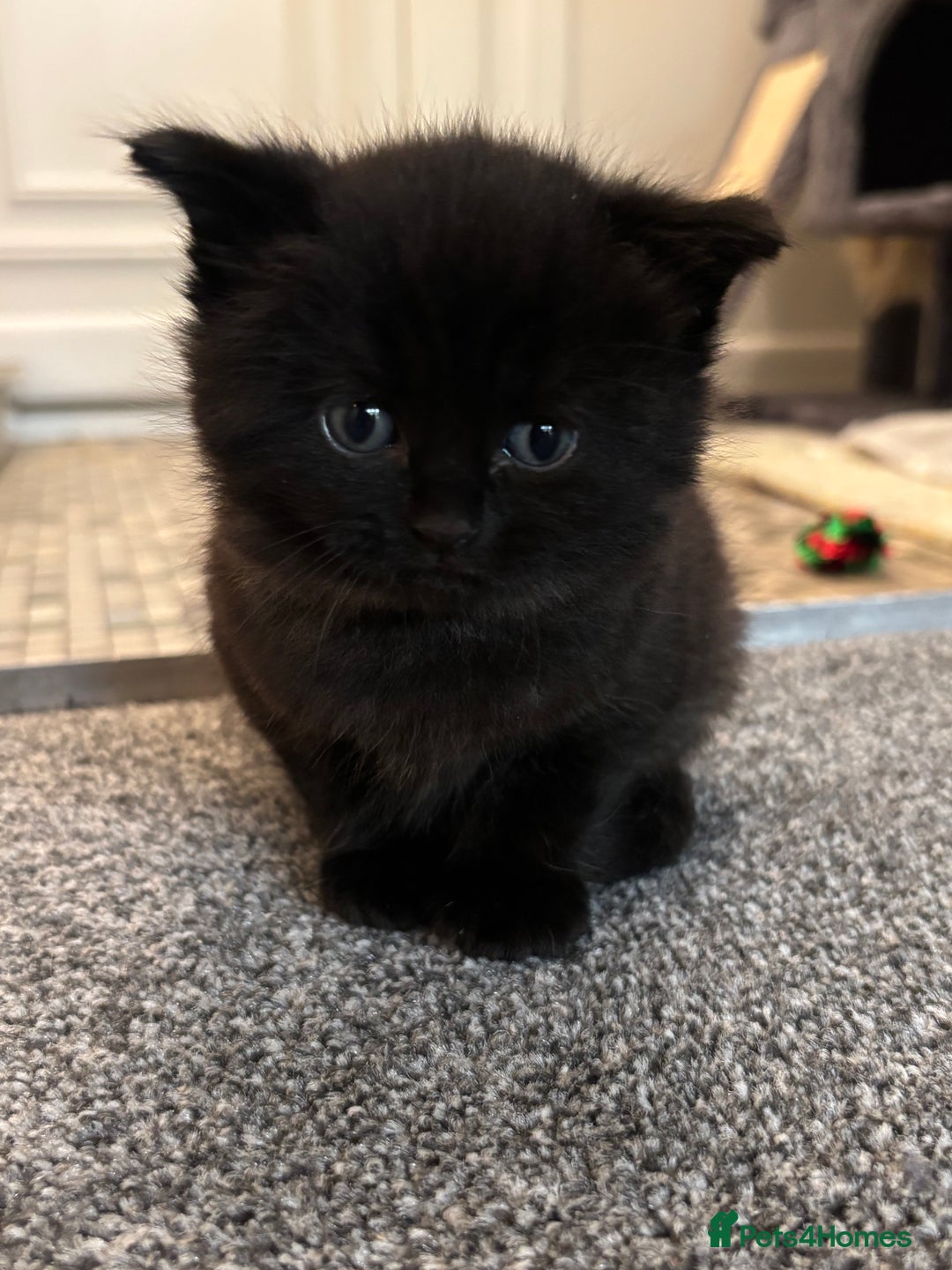 British Shorthair cats for sale: British short hair x - Image 10