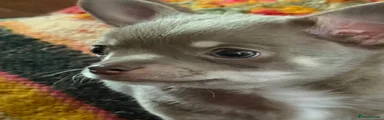 Chihuahua 2