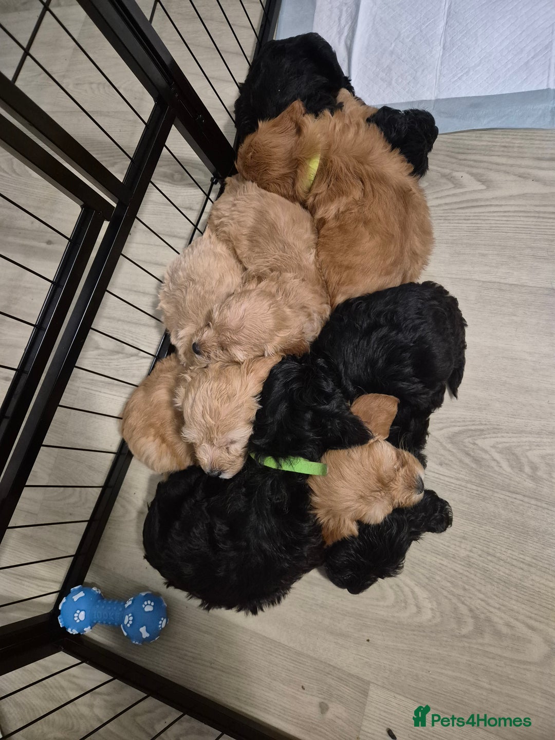 Cockapoo dogs for sale: 7 Cockapoo puppies - Advert 2