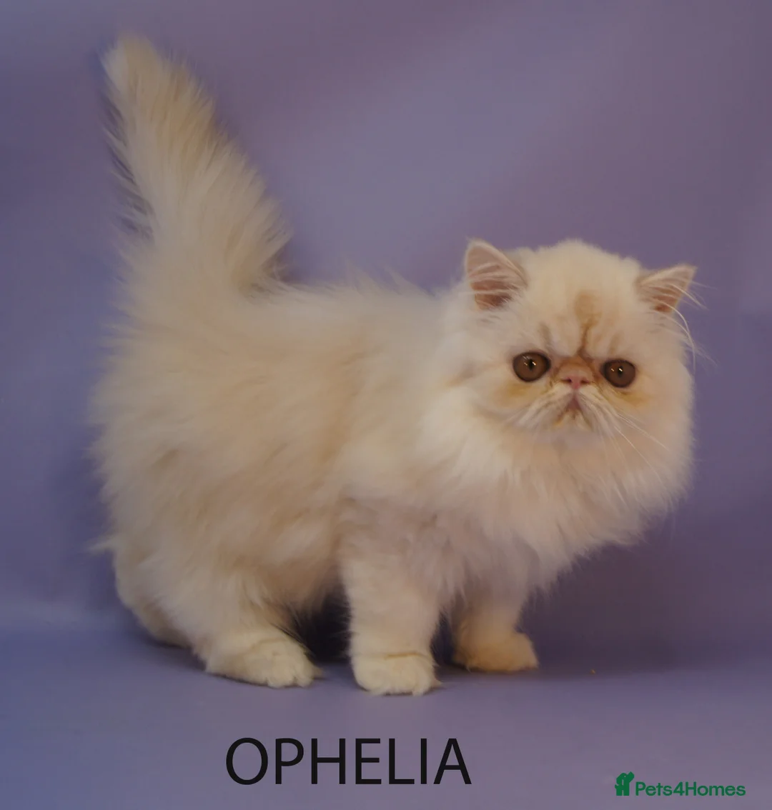 Persian cats for sale: GCCF Registered Persian Kittens – Neutered & Ready - Advert 4