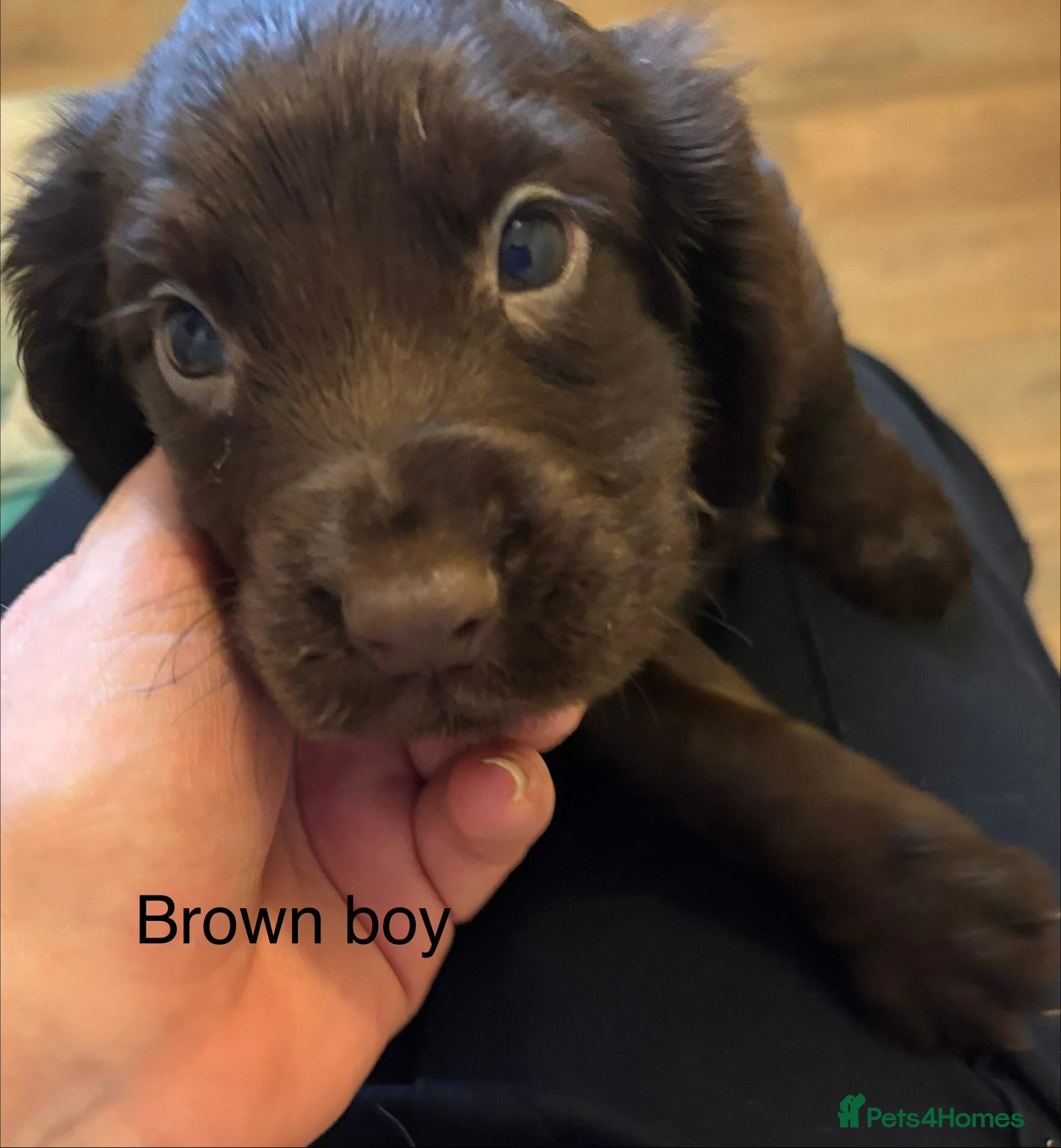 Cocker Spaniel dogs Cocker Spaniel Puppies  - Advert 4