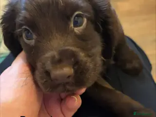 Cocker Spaniel dogs Cocker Spaniel Puppies - Advert 4