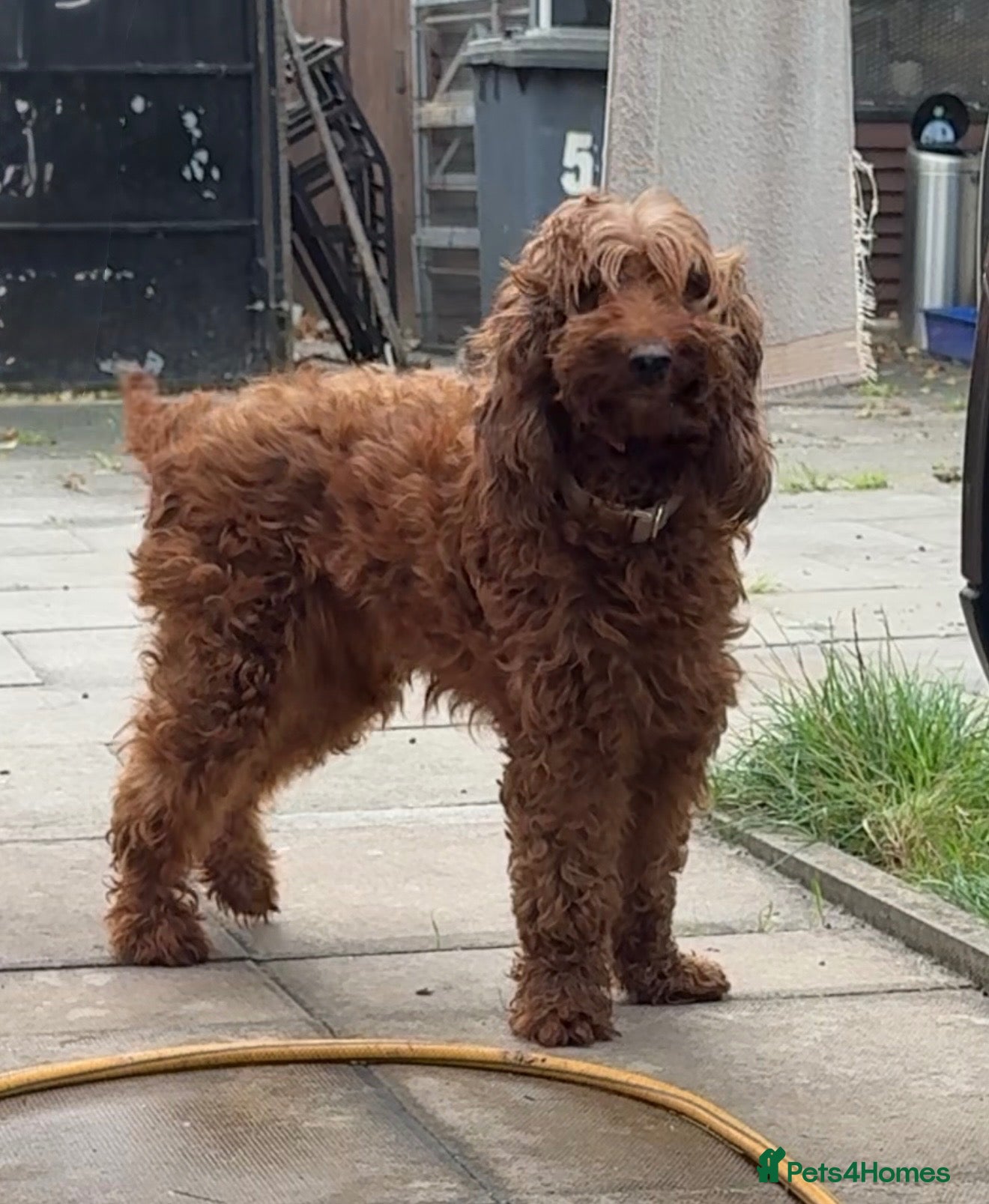 Irish Doodle dogs Beautiful Irish Doodle girl - Advert 2