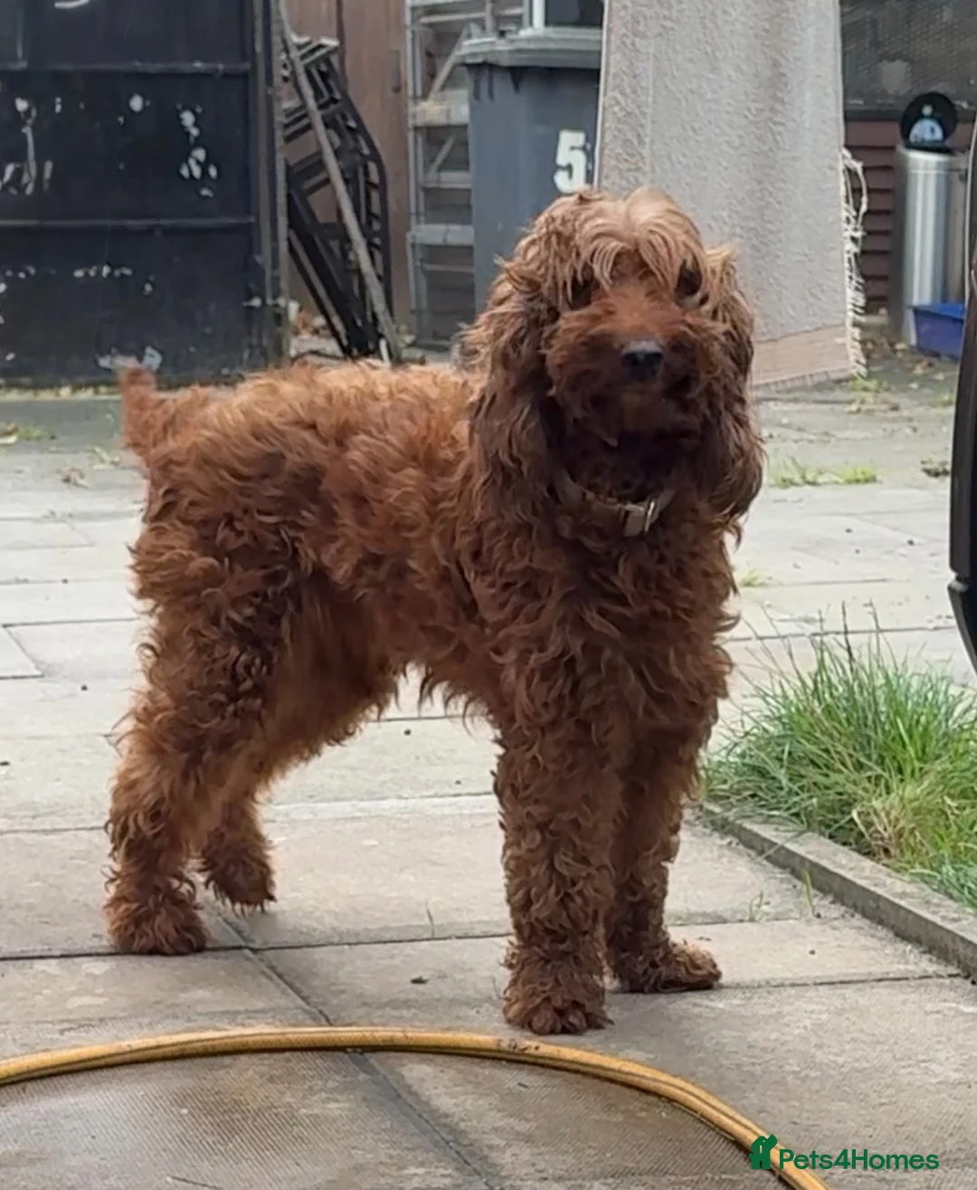 Irish Doodle dogs for sale: Beautiful Irish Doodle girl - Advert 1