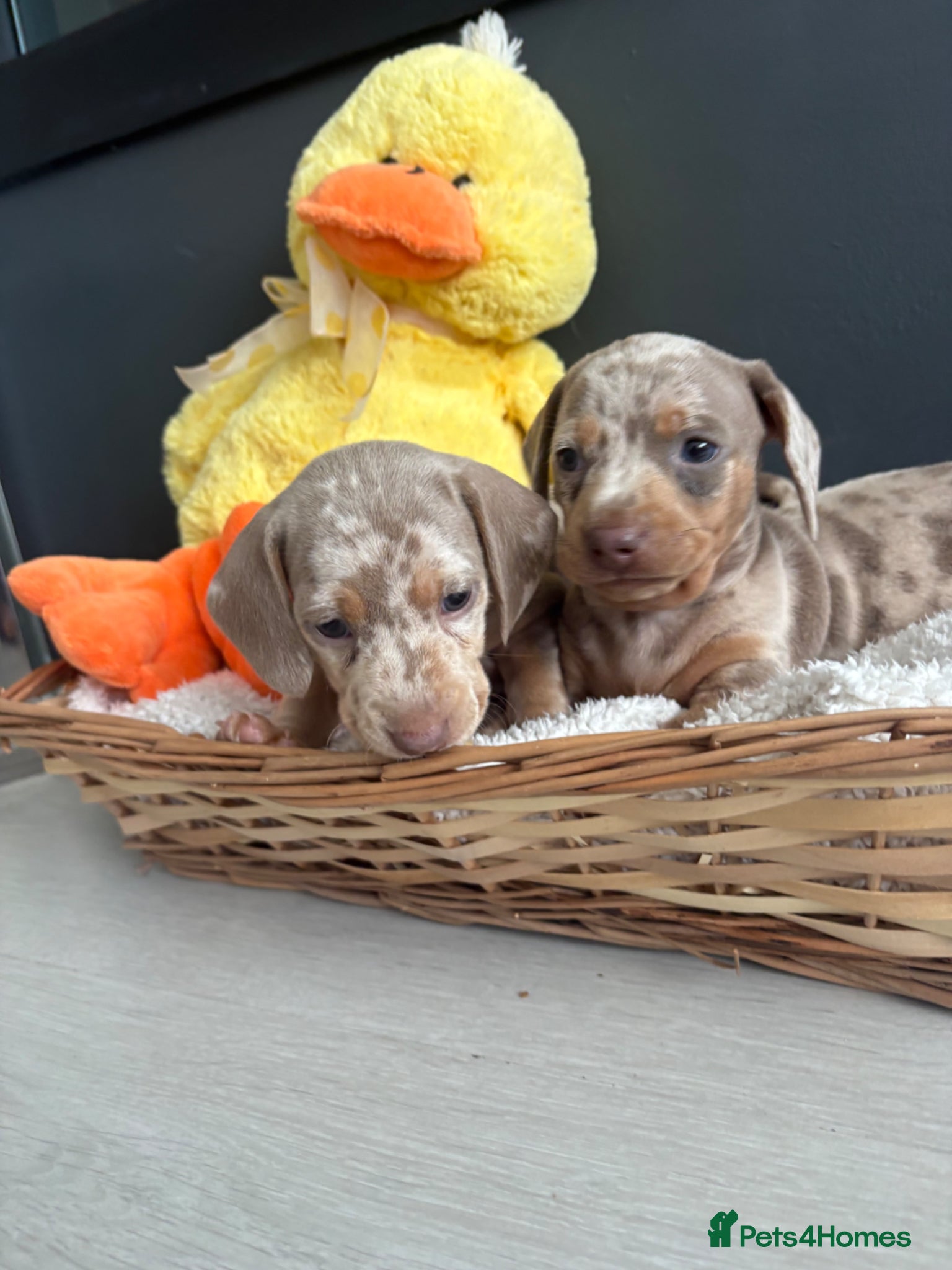 Dachshund dogs Dapple/lilac sausage dogs  - Advert 4