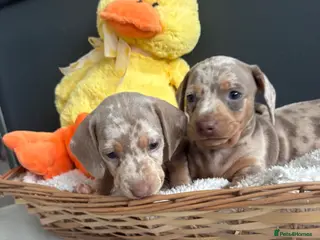 Dachshund dogs Dapple/lilac sausage dogs - Advert 4