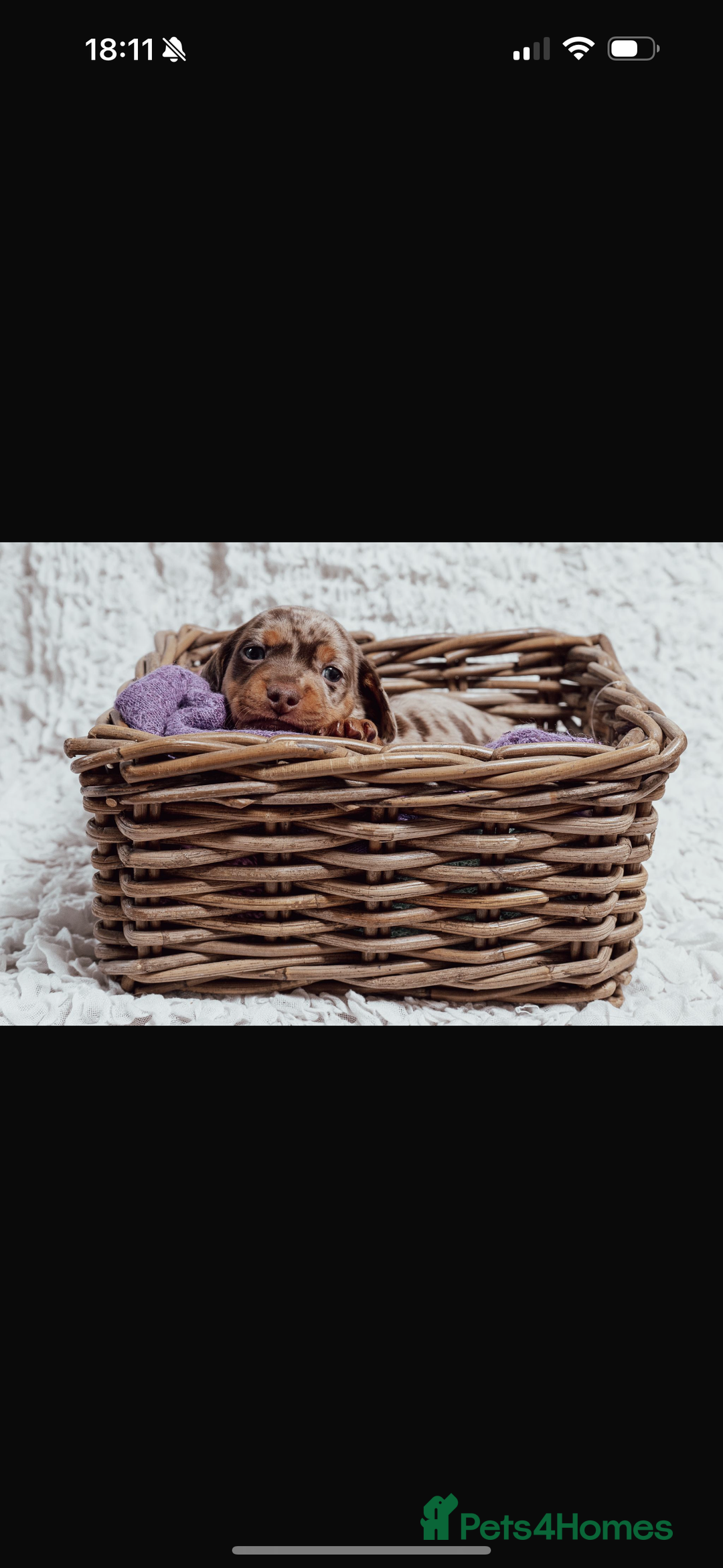 Miniature Dachshund dogs for sale: Daschund pups chocolate and chocolate dapple - Image 17