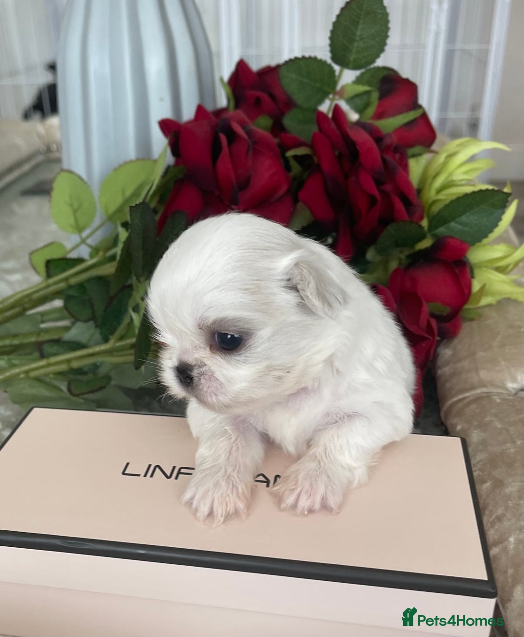 Pekingese dogs for sale: Top Quality Pekingese puppies  in Rugby - Image 9