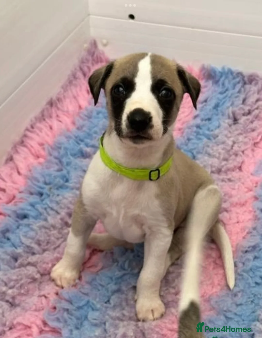 Whippet dogs for stud: KC Reg Heart Tested Gorgeous Fawn Whippet at Stud  in Bristol - Advert 22