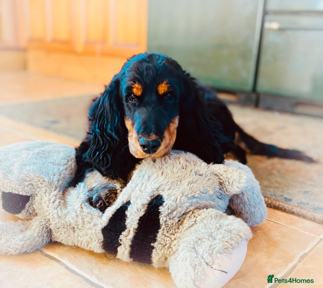 Cocker Spaniel dogs for sale: Pedigree Show Cocker Spaniels (Therapy Dog) - Advert 1