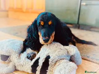 Cocker Spaniel dogs Pedigree Show Cocker Spaniels (Therapy Dog) - Advert 1