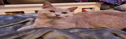 Munchkin cats for sale: Loving munchkin for sale - Advert 4