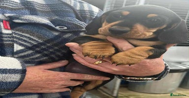 Miniature Dachshund dogs - Advert 13
