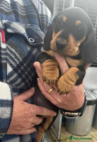 Miniature Dachshund dogs Miniature smooth haired dachshunds - Advert 3