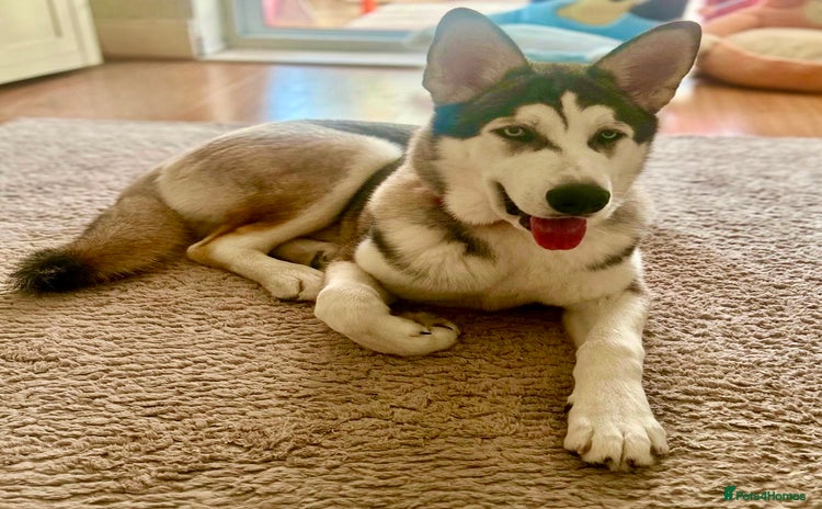 Siberian Husky dogs in Ashton-under-Lyne - Advert 13