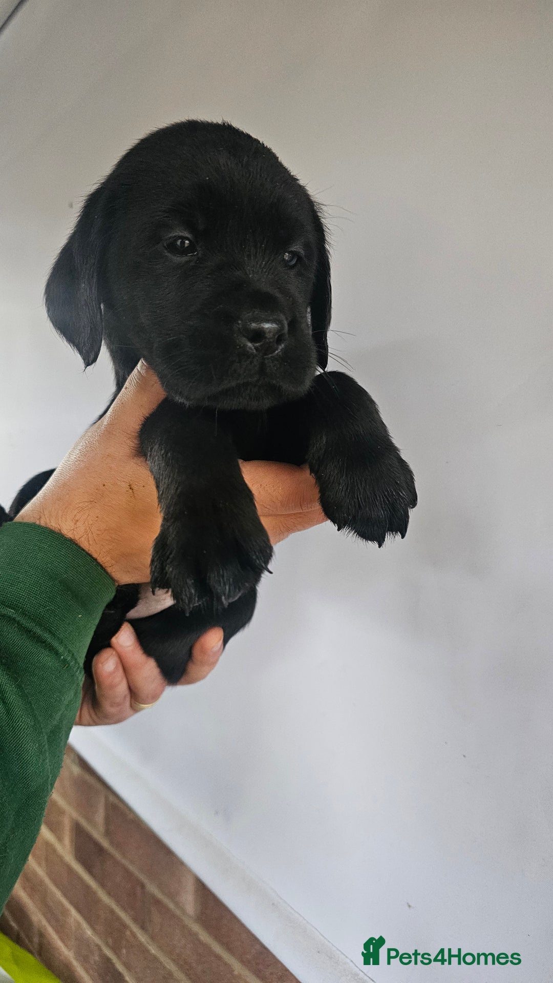 Labrador Retriever dogs for sale: Stunning 9 Labradors puppies  - Advert 5