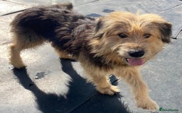 Mixed Breed dogs for adoption: Meet AIDA - a Superb big Girl, for a Loving Home - Image 9